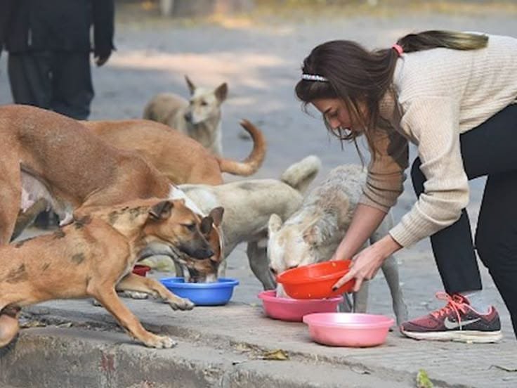 Community street dogs sheltered and cared for by RAAHAT Hope for Strays