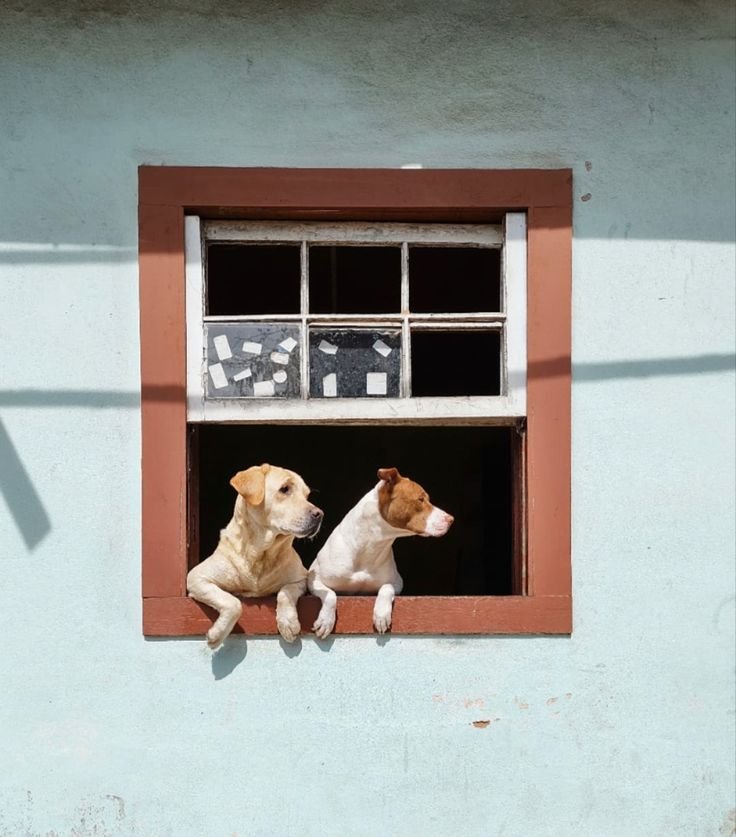 A gentle hand resting on a dog's head