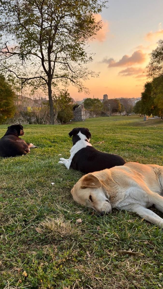 Two dogs together in soft daylight